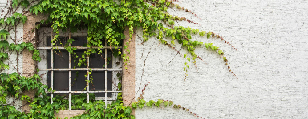 Window covered with grape leaves