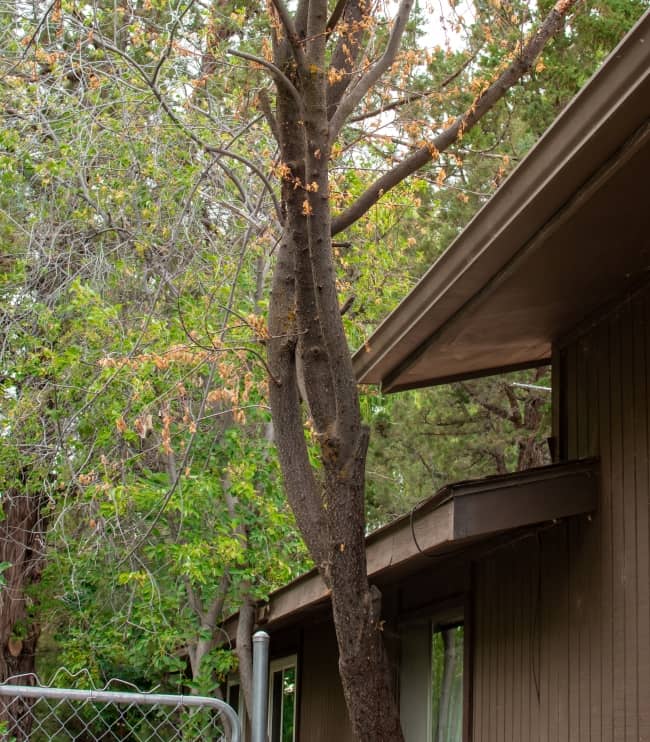 Nearby trees could scratch your metal roof surface and deposit leaves, scuffing your roof's paint and leaving it vulnerable to damage.